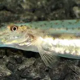 Dwarf Horse-face Loach, photo 4