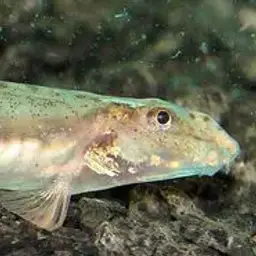 Dwarf Horse-face Loach, photo 5