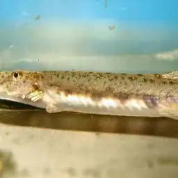 Dwarf Horse-face Loach, photo 6
