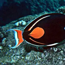 Achilles Tang