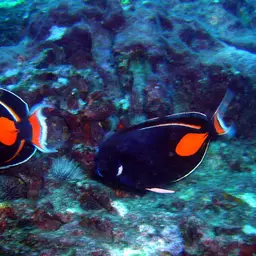 Achilles Tang, photo 2