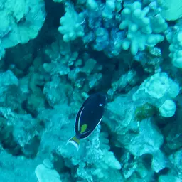 Achilles Tang, photo 3