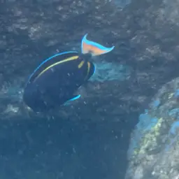 Achilles Tang, photo 4