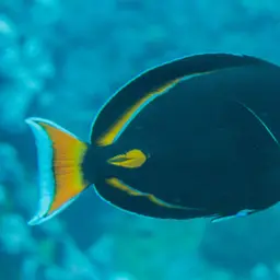 Achilles Tang, photo 6