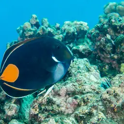 Achilles Tang, photo 7