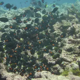 Achilles Tang, photo 8