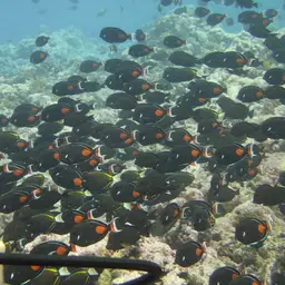 Achilles Tang, photo 9