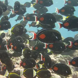 Achilles Tang, photo 10