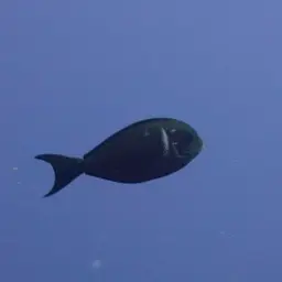 Whitefin Surgeonfish