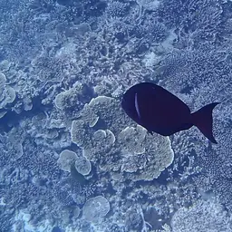 Whitefin Surgeonfish, photo 2