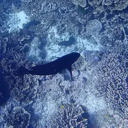 Whitefin Surgeonfish, photo 3