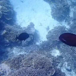 Whitefin Surgeonfish, photo 4
