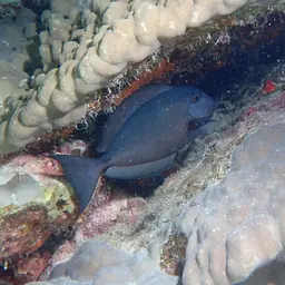 Whitefin Surgeonfish, photo 5