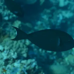 Whitefin Surgeonfish, photo 6