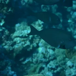 Whitefin Surgeonfish, photo 7
