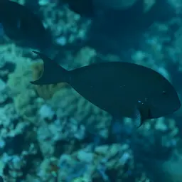 Whitefin Surgeonfish, photo 8