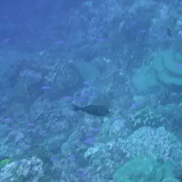 Whitefin Surgeonfish, photo 9