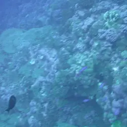 Whitefin Surgeonfish, photo 10