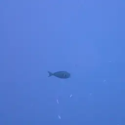 Whitefin Surgeonfish, photo 11