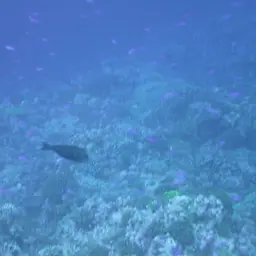 Whitefin Surgeonfish, photo 12