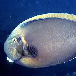 Bariene Surgeonfish