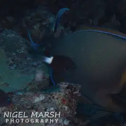 Bariene Surgeonfish, photo 2