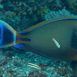Bariene Surgeonfish, photo 3