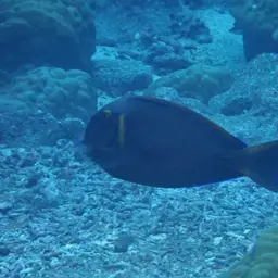 Bariene Surgeonfish, photo 4
