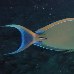 Bariene Surgeonfish, photo 5