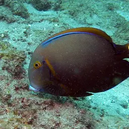 Bariene Surgeonfish, photo 6