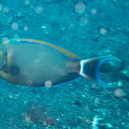 Bariene Surgeonfish, photo 7