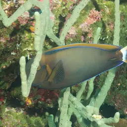Bariene Surgeonfish, photo 8