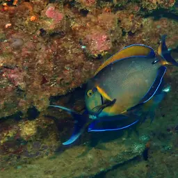 Bariene Surgeonfish, photo 9