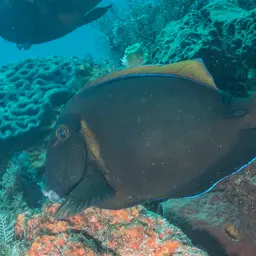 Bariene Surgeonfish, photo 10