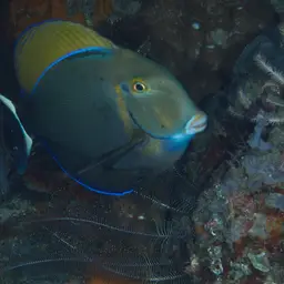 Bariene Surgeonfish, photo 11