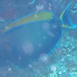Bariene Surgeonfish, photo 12
