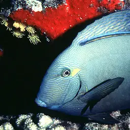 Blue-banded Pualu