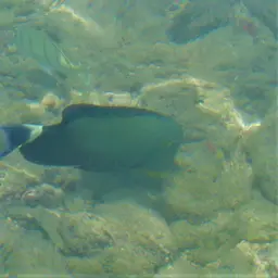 Blue-banded Pualu, photo 2