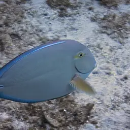 Blue-banded Pualu, photo 3