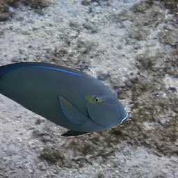 Blue-banded Pualu, photo 6