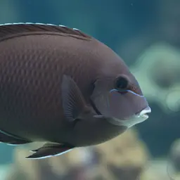 Blue-banded Pualu, photo 9