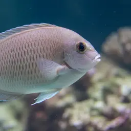 Chronixis Surgeonfish