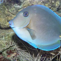 Blue Tang