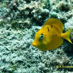 Blue Tang, photo 2