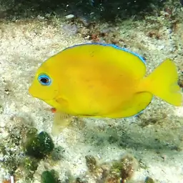 Blue Tang, photo 3