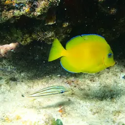 Blue Tang, photo 4