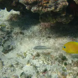 Blue Tang, photo 5