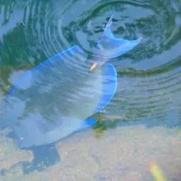 Blue Tang, photo 6