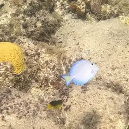 Blue Tang, photo 7