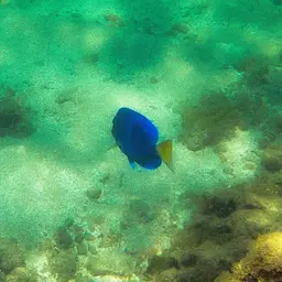 Blue Tang, photo 8